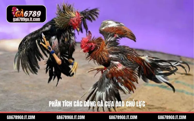 Phân Tích Các Dòng Gà Cựa Dao Chủ Lực