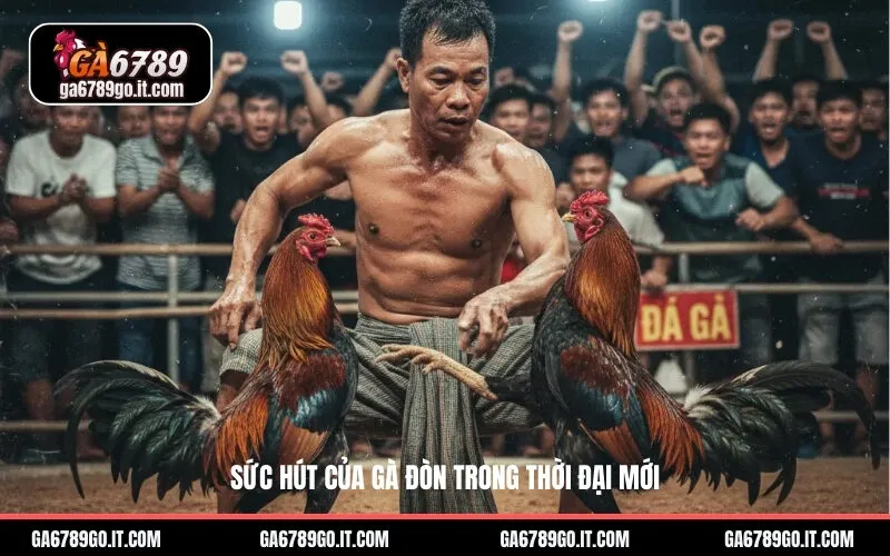 Sức Hút Của Gà Đòn Trong Thời Đại Mới