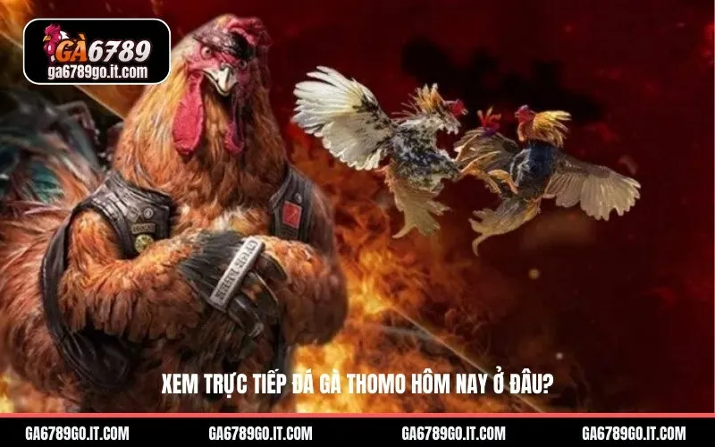 Xem Trực Tiếp Đá Gà Thomo Hôm Nay Ở Đâu?